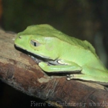 Phyllomedusa vaillantii
