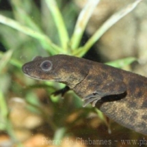 Pleurodeles waltl