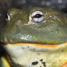 Pyxicephalus adspersus
