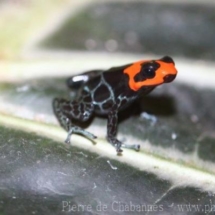 Ranitomeya benedicta