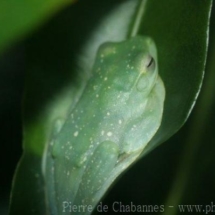 Rhacophorus prominianus