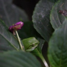 Rhacophorus taipeianus