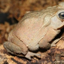 Rhinella margaritifera