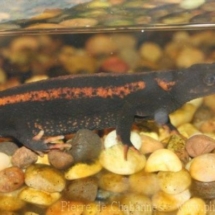 Tylototriton kweichowensis