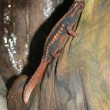 Tylototriton shanjing