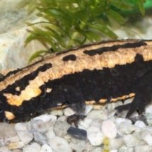 laotriton laoensis