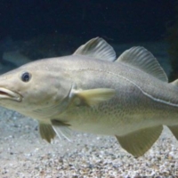 Fishes (21)