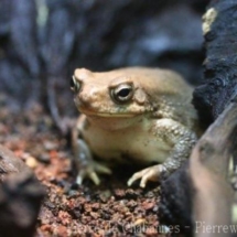 Duttaphrynus dhufarensis