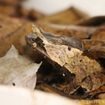 Megophrys montana (10)
