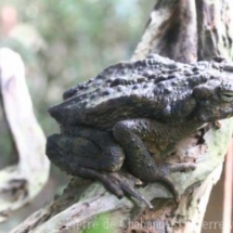 Phrynoidis juxtaspera
