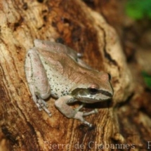 Pseudacris regilla
