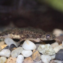 Pseudhymenochirus merlini