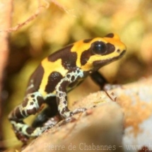 Ranitomeya fantastica