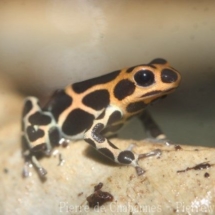 Ranitomeya imitator