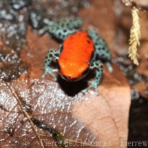 Ranitomeya reticulata