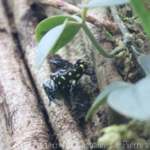 Ranitomeya vanzolinii