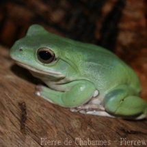 Rhacophorus dennysi