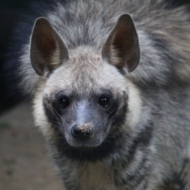 Hyaena hyaena dubbah (33)