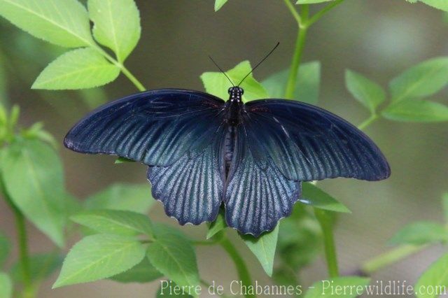 Papilio memnon alcanor