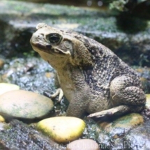Rhinella marina