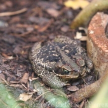 Rhinella schneideri