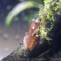 Theloderma margaritifer