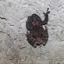 Theloderma stellatum