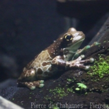 Trachycephalus resinifictrix
