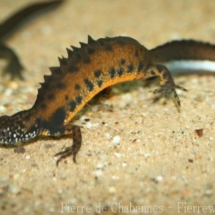 Triturus cristatus