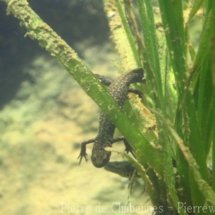 Triturus macedonicus