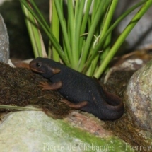 Tylototriton verrucosus