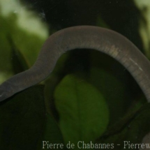 Typhlonectes compressicauda