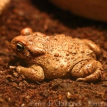 Vandijkophrynus gariepensis