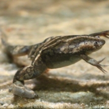 Xenopus laevis