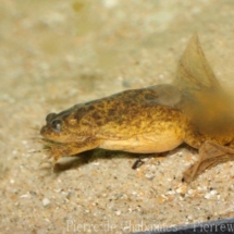 Xenopus longipes
