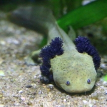 Ambystoma dumerilii