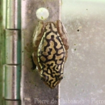 Heterixalus alboguttatus