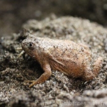 Microhyla pulchra