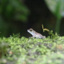 Staurois parvus