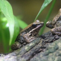 Sylvirana cubitalis