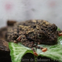 Theloderma leporosum