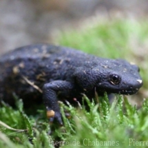 Tylototriton vietnamensis