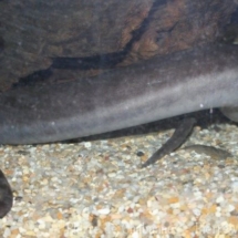 Amphiuma tridactylium
