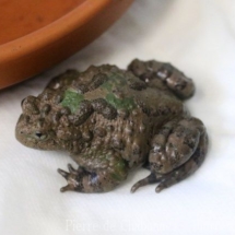 Bombina microdeladigitora