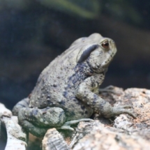 Bufo bankorensis (7)