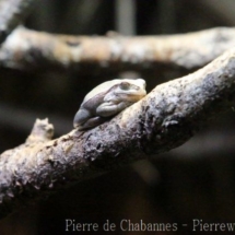 Hyla arborea arborea