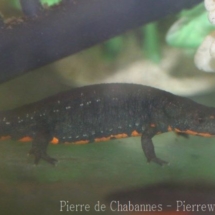Hypseletriton orientalis