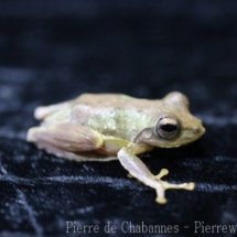 Kurixalus appendiculatus