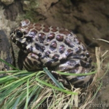 Leptodactylus laticeps