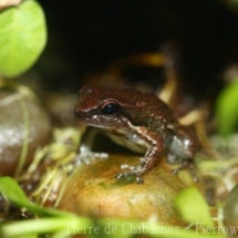 Mannophryne olmonae